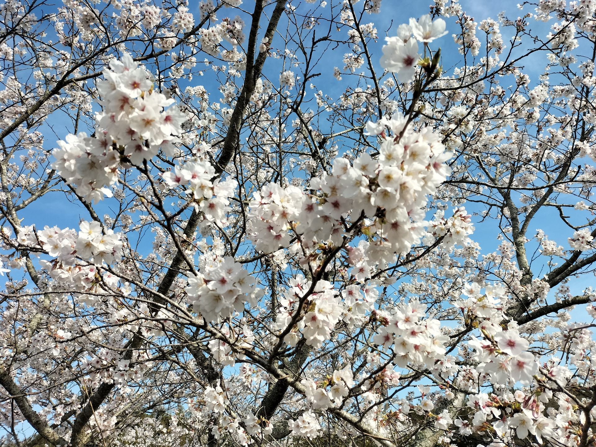Close up of cherry blossom flowers
